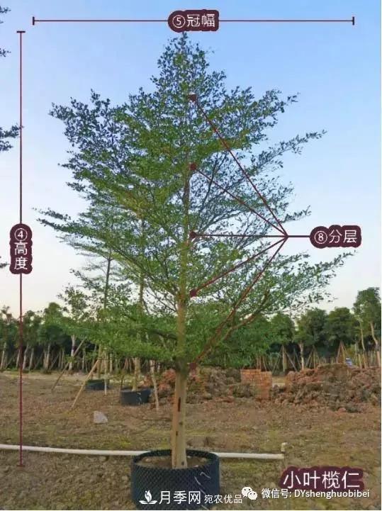 苗木必備基本常識手冊(圖3)