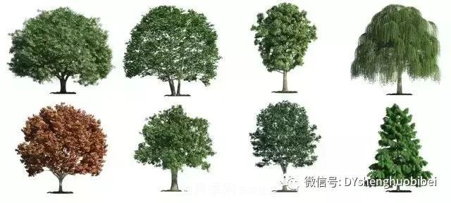 苗木必備基本常識手冊(圖4)