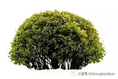 苗木必備基本常識手冊(圖5)