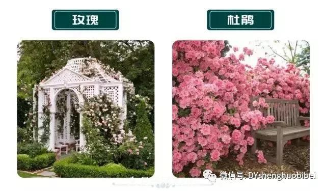 苗木必備基本常識手冊(圖6)