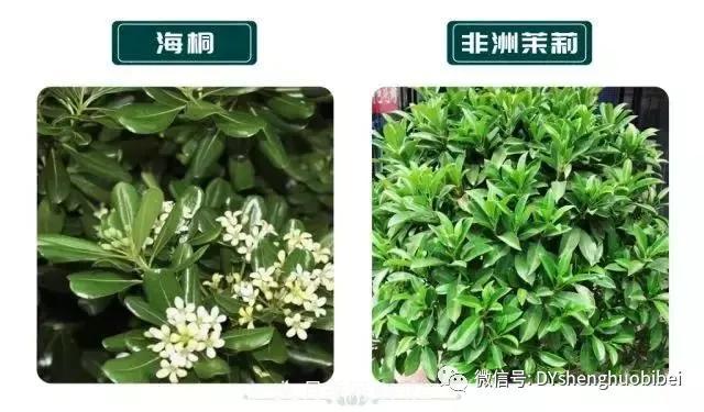 苗木必備基本常識手冊(圖7)