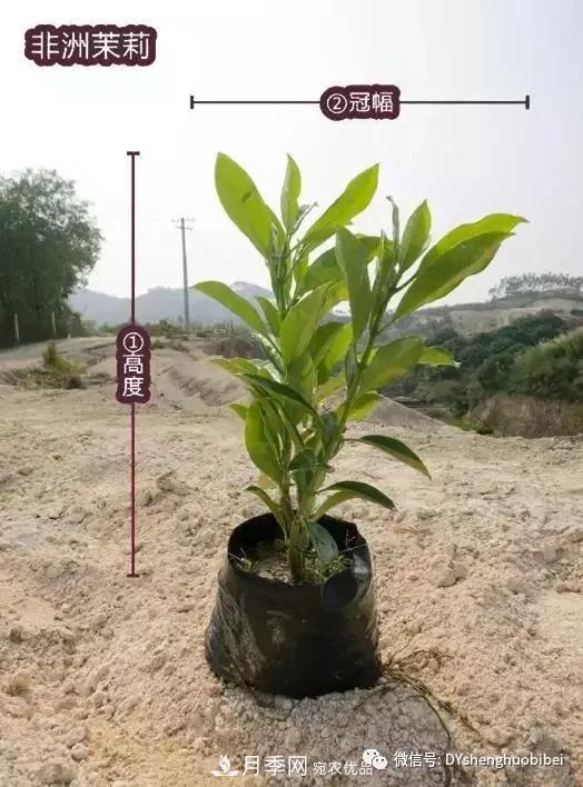 苗木必備基本常識手冊(圖10)