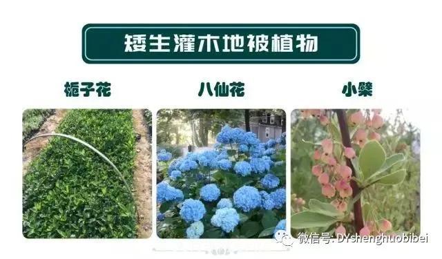 苗木必備基本常識手冊(圖16)
