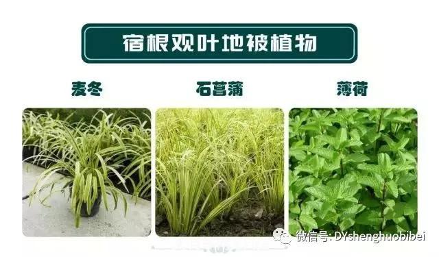 苗木必備基本常識手冊(圖13)
