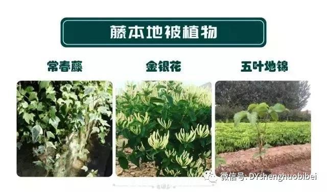 苗木必備基本常識手冊(圖15)