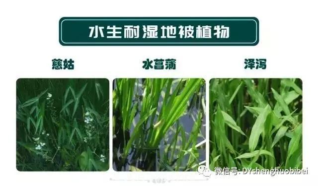 苗木必備基本常識手冊(圖14)