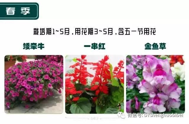 苗木必備基本常識手冊(圖19)