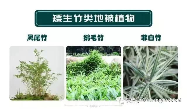 苗木必備基本常識手冊(圖17)