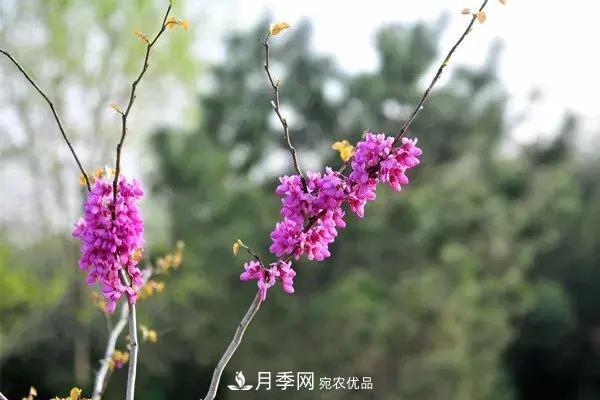 這些苗木價(jià)格***貴，市場(chǎng)潛力大，未來(lái)可以繼續(xù)發(fā)展！(圖4)