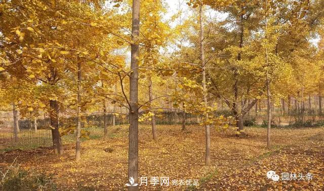 這些苗木價(jià)格***貴，市場(chǎng)潛力大，未來(lái)可以繼續(xù)發(fā)展！(圖2)