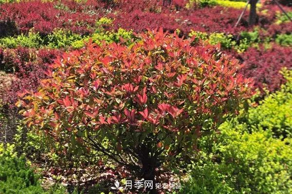 這些苗木價(jià)格***貴，市場(chǎng)潛力大，未來(lái)可以繼續(xù)發(fā)展！(圖3)