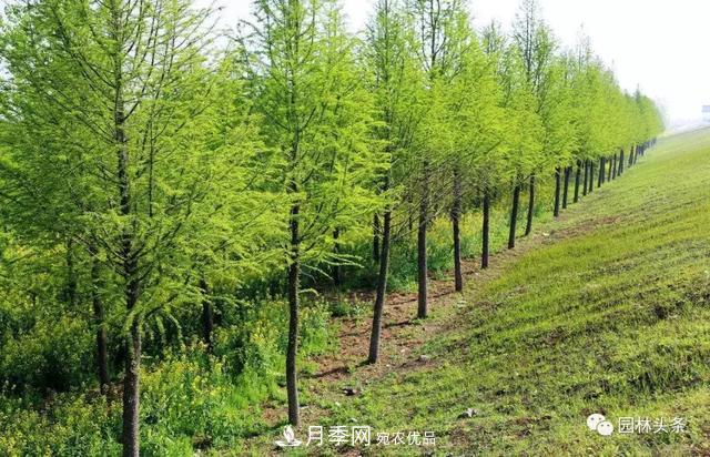 這些苗木價(jià)格***貴，市場(chǎng)潛力大，未來(lái)可以繼續(xù)發(fā)展！(圖7)