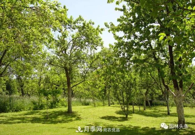這些苗木價(jià)格***貴，市場(chǎng)潛力大，未來(lái)可以繼續(xù)發(fā)展！(圖5)
