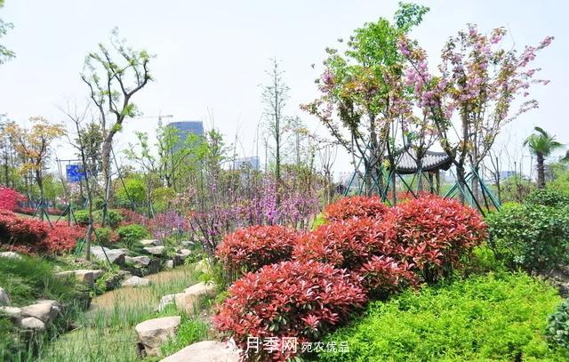 這些中國著名苗木產(chǎn)地你知道幾個(gè)？值得收藏！(圖1)