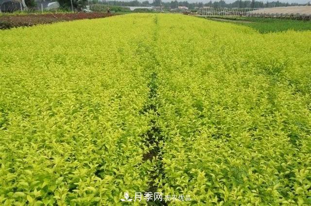 這些中國著名苗木產(chǎn)地你知道幾個(gè)？值得收藏！(圖3)