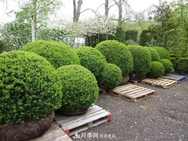 這些中國著名苗木產(chǎn)地你知道幾個(gè)？值得收藏！(圖6)