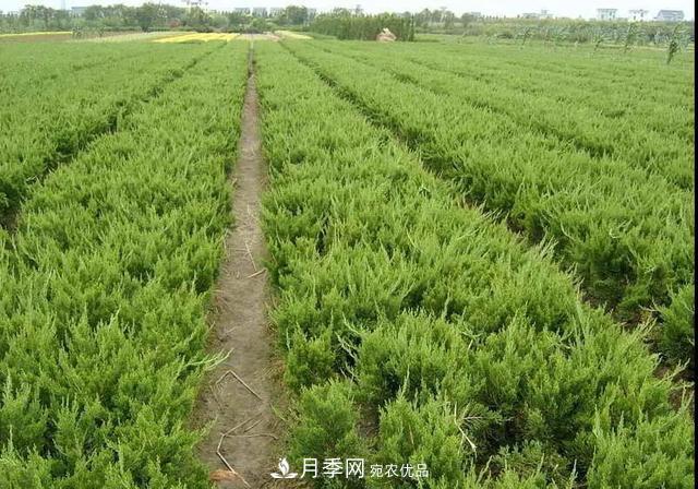 這些中國著名苗木產(chǎn)地你知道幾個(gè)？值得收藏！(圖4)