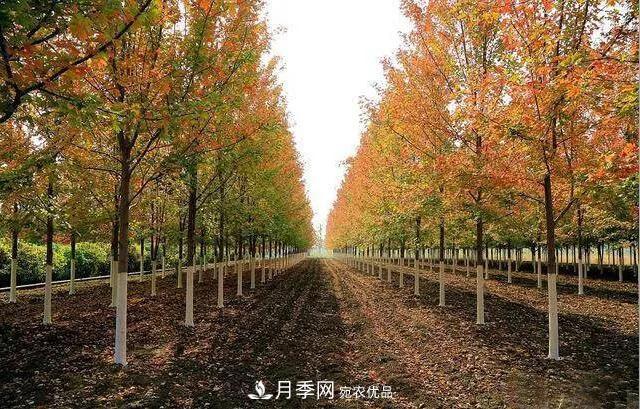 這些中國著名苗木產(chǎn)地你知道幾個(gè)？值得收藏！(圖5)