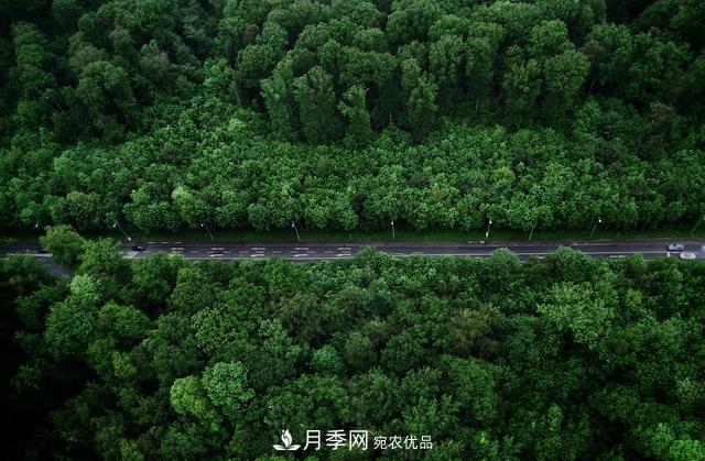 2020年度全國苗木供需分析報告，這些苗木市場需求大(圖1)