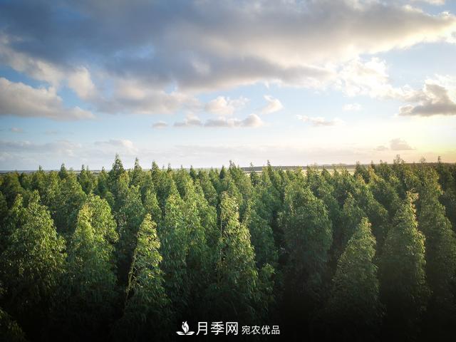 2020年度全國苗木供需分析報告，這些苗木市場需求大(圖2)