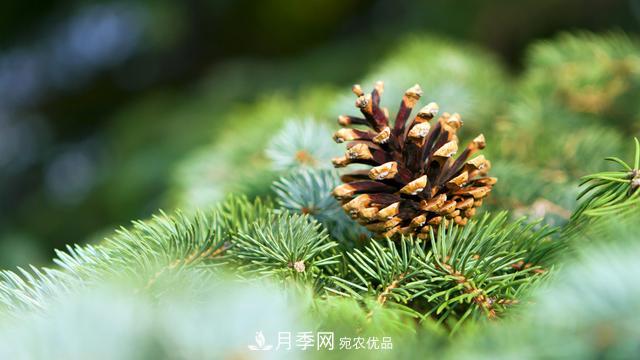 2020年度全國苗木供需分析報告，這些苗木市場需求大(圖5)