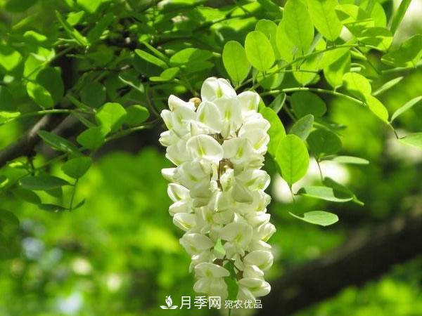 2020年度全國苗木供需分析報告，這些苗木市場需求大(圖3)