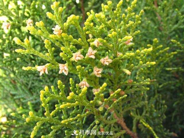 2020年度全國苗木供需分析報告，這些苗木市場需求大(圖4)