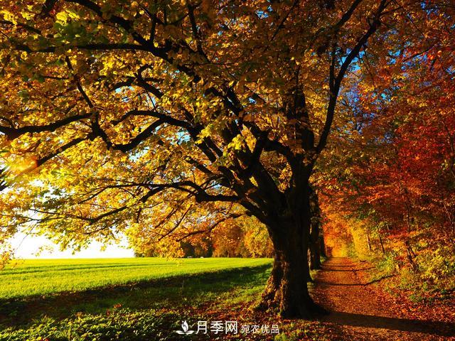 2020年度全國苗木供需分析報告，這些苗木市場需求大(圖7)