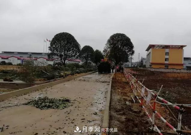 綠化工程苗木價(jià)格計(jì)算辦法(圖2) 綠化工程苗木價(jià)格計(jì)算辦法(圖2)