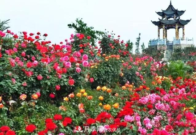 南陽(yáng)旅游大發(fā)展：月季樹(shù)藝 齊爭(zhēng)芬芳 百花開(kāi)放 滿園春色(圖1)