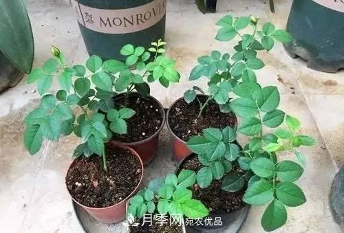 新扦插成活的月季就開了一朵花，需不需要剪掉？(圖2)