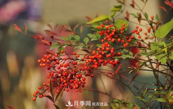 街頭的4種綠化樹，剪根枝條扦插，成漂亮盆景，不花錢(圖2)