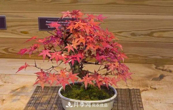 街頭的4種綠化樹，剪根枝條扦插，成漂亮盆景，不花錢(圖5)