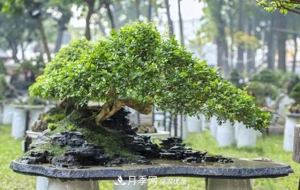 街頭的4種綠化樹，剪根枝條扦插，成漂亮盆景，不花錢(圖1)