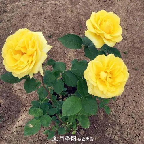 月季小苗想要長(zhǎng)壯，學(xué)會(huì)這幾招，快速成大苗！(圖1)