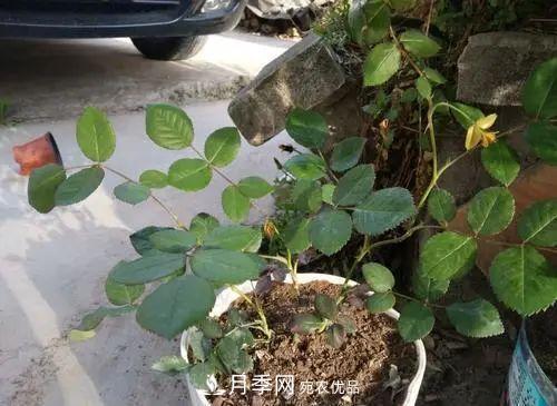 月季小苗想要長(zhǎng)壯，學(xué)會(huì)這幾招，快速成大苗！(圖2)