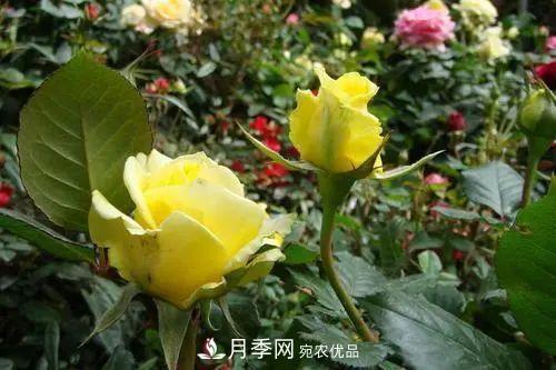 月季小苗想要長(zhǎng)壯，學(xué)會(huì)這幾招，快速成大苗！(圖4)