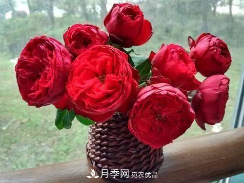 月季小苗想要長(zhǎng)壯，學(xué)會(huì)這幾招，快速成大苗！(圖3)