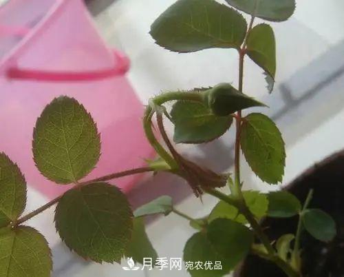 月季小苗想要長(zhǎng)壯，學(xué)會(huì)這幾招，快速成大苗！(圖6)