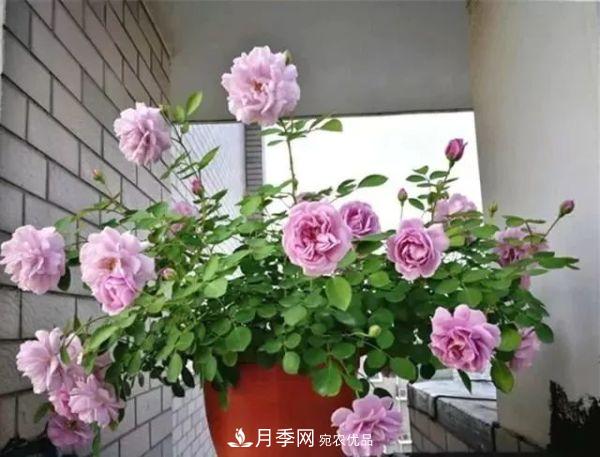 養(yǎng)月季施肥牢記“3要2不要”，月季猛爆壯筍，花開連成片！(圖2)