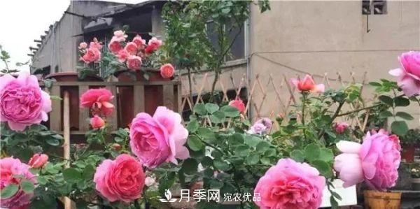 養(yǎng)月季施肥牢記“3要2不要”，月季猛爆壯筍，花開連成片！(圖3)