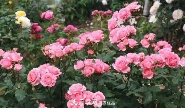 養(yǎng)月季施肥牢記“3要2不要”，月季猛爆壯筍，花開連成片！(圖4)