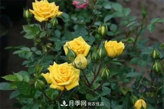 什么樹可以嫁接月季花？月季嫁接有什么好處？(圖2)