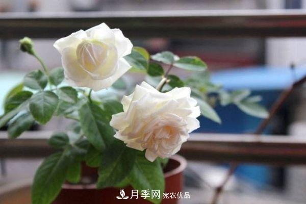 什么樹可以嫁接月季花？月季嫁接有什么好處？(圖3)