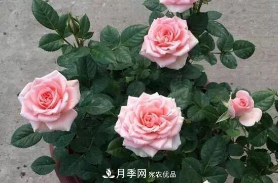 什么樹可以嫁接月季花？月季嫁接有什么好處？(圖5)