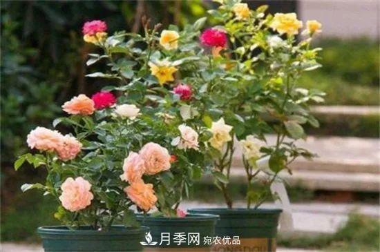 什么樹可以嫁接月季花？月季嫁接有什么好處？(圖4)