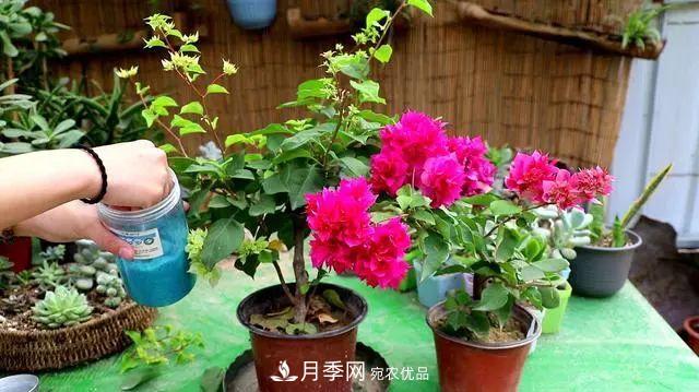 磷酸二氫鉀月季促花“效果不好”？可能是用錯(cuò)了，快看看正確的方法(圖3)
