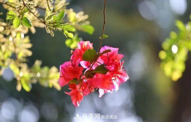 磷酸二氫鉀月季促花“效果不好”？可能是用錯(cuò)了，快看看正確的方法(圖7)