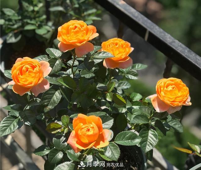 月季秋剪快上車，10月秋花開出一片花海(圖1)