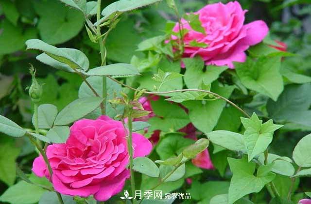 月季秋剪快上車，10月秋花開出一片花海(圖4)